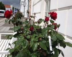 Roses at the theatre entrance.