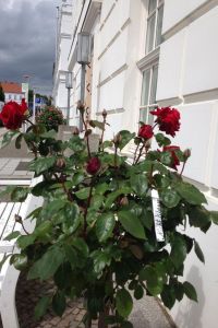 Roses at the theatre entrance